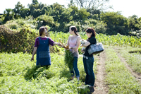 鎌倉野菜の斉藤さんの畑へ